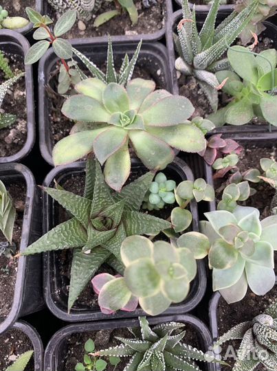 Суккуленты, наборы, минисадики