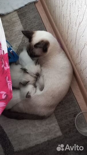 Тайские котята