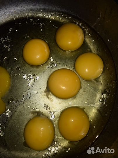 Инкубационное яйцо