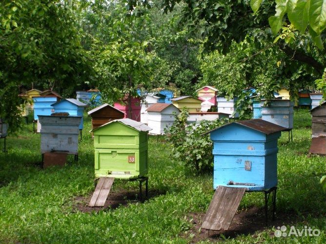 Пасека под ключ