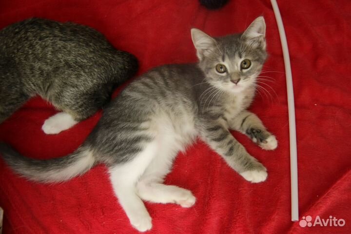 Котенок Мирон