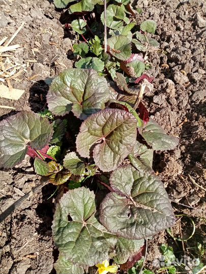 Многолетние садовые растения