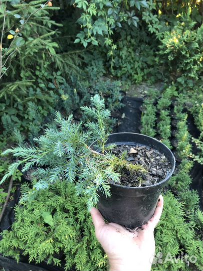 Хвойные растения