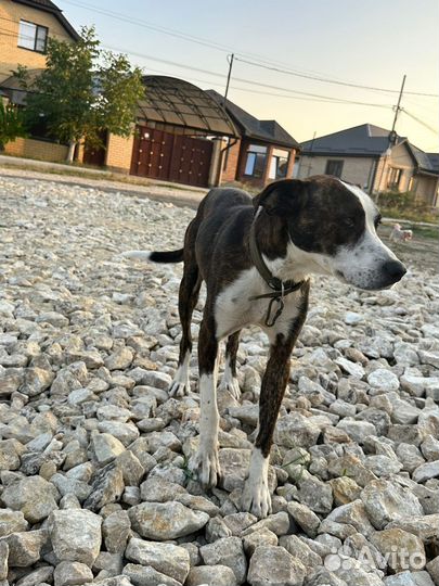 Собака ищет прежнего или нового хозяина