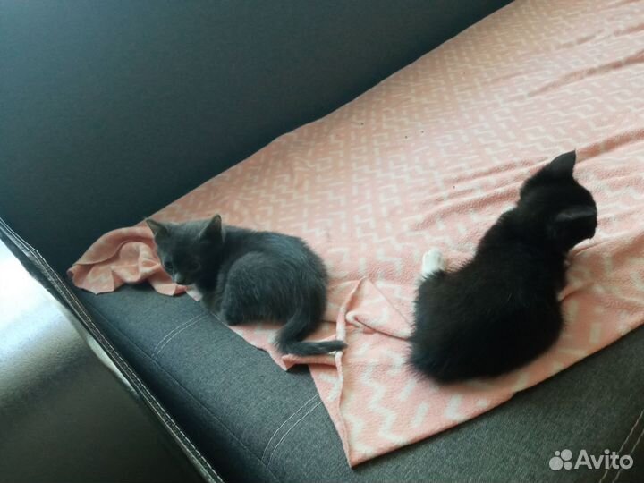 Котята крысоловы