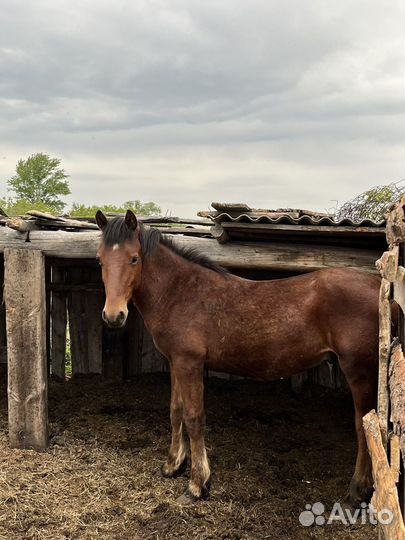 Продам жеребчиков