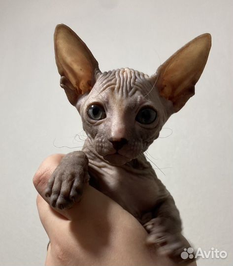 Донской сфинкс котята