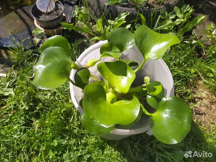 Эйхорния водный гиацинт