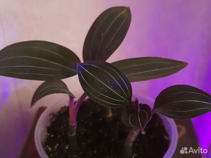 Лудизия, орхидея драгоценная