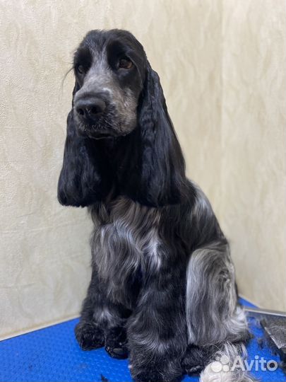 Стрижка спаниелей, груминг собак и кошек