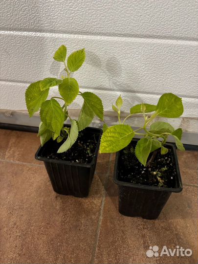 Гортензия Анабель и спирея