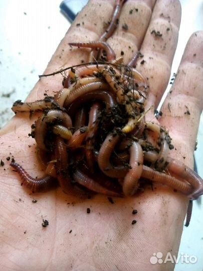 Дендробена. Черви для рыбалки. Коконы, малёк