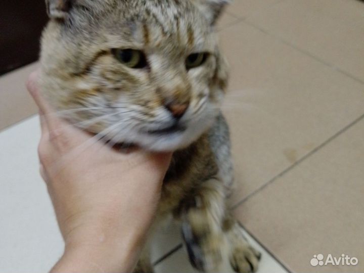 Кошка мальчик лет 5-6 лет