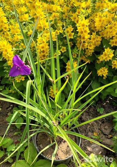 Растения для современного сада