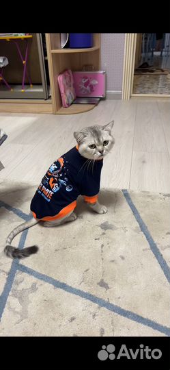 Вязка кота