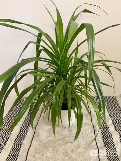 Панданус винтовая пальма