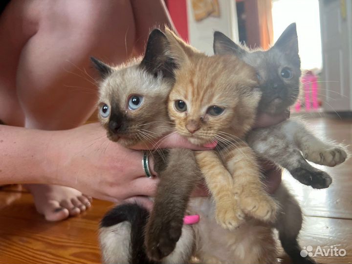 Отдам котят в добрые руки бесплатно