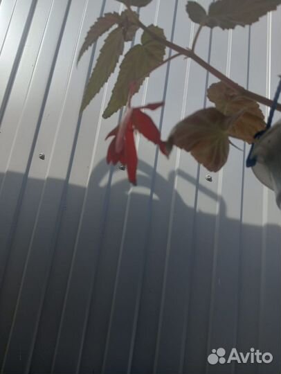 Продаю рассаду цветов