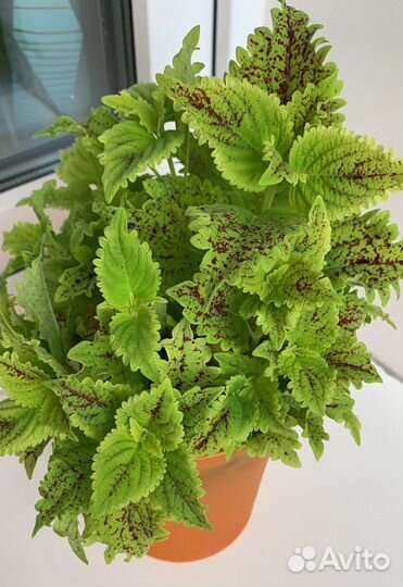 Колеусы разных сортов