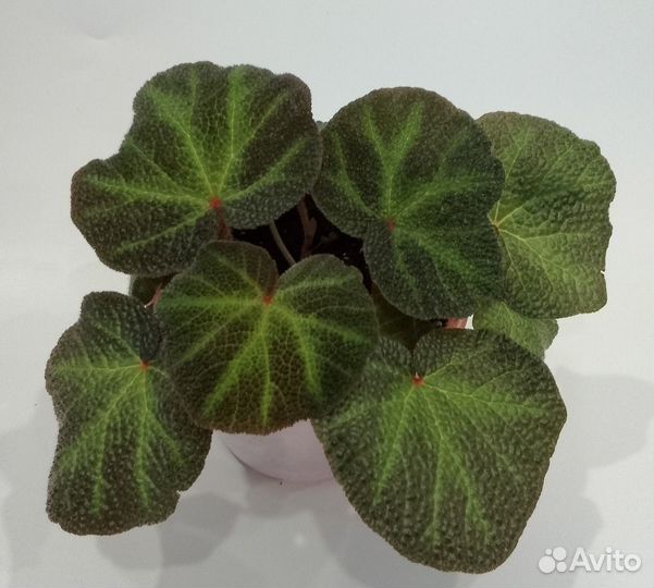 Бегония соли мутата