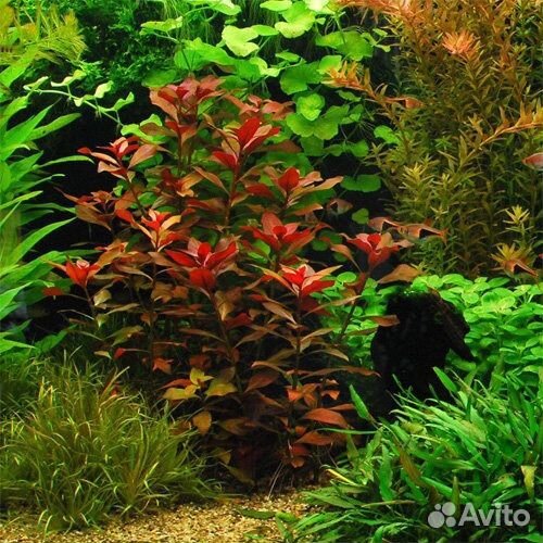 Людвигия Рубин