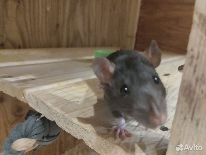 Отдам 4-х крыс дамбо вместе с вольером