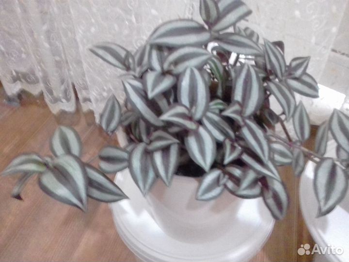 Комнатные цветы