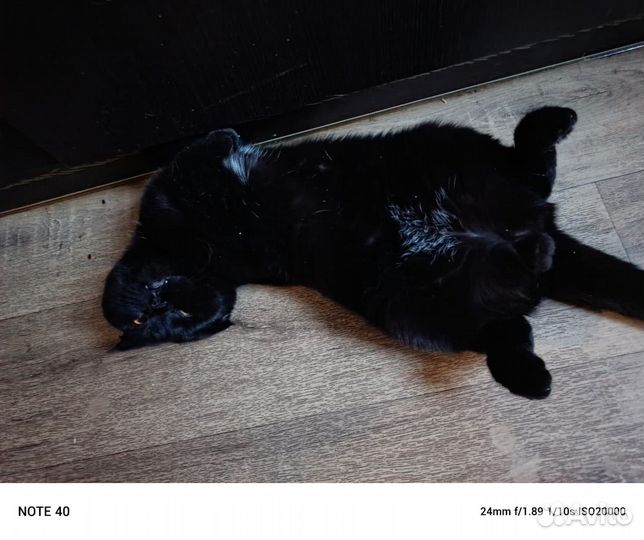 Шотландская кошка вязка