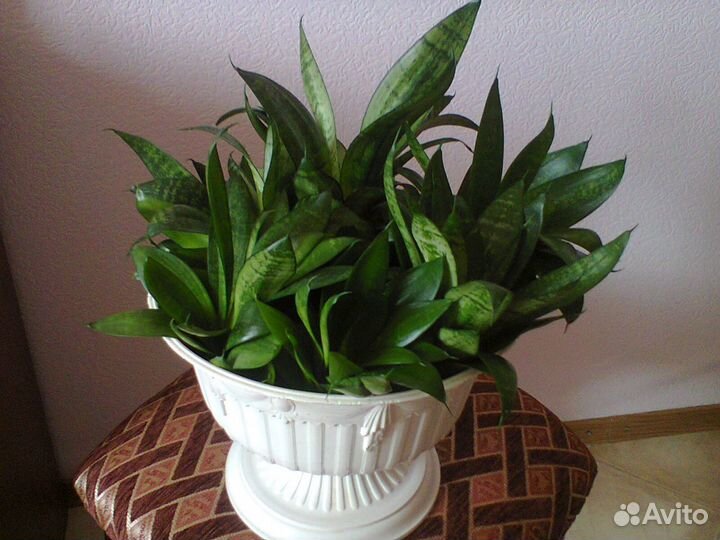 Сансевиерия Тещин язык