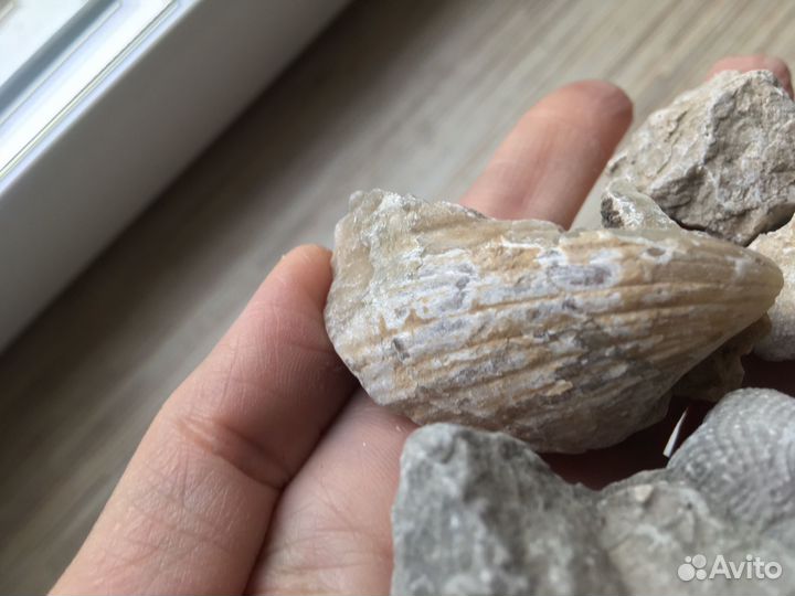 Ракушка. Окаменелости Пермского моря