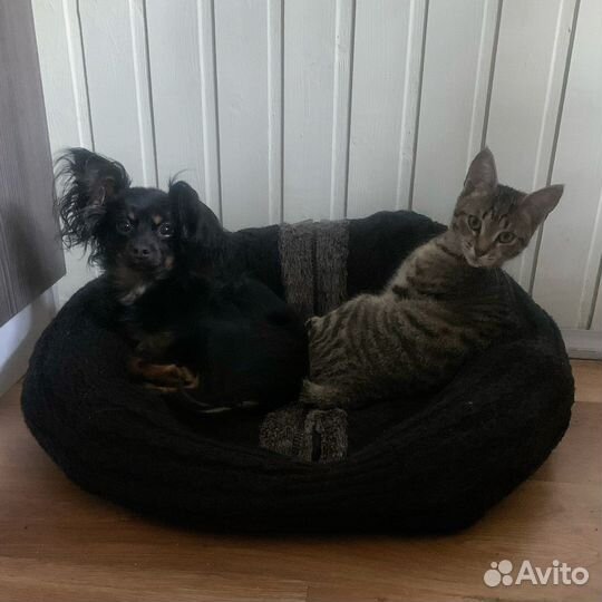 Кошка молоденькая домашняя в добрые руки