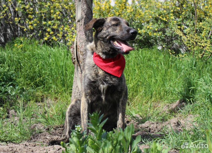 Тигра в поисках дома