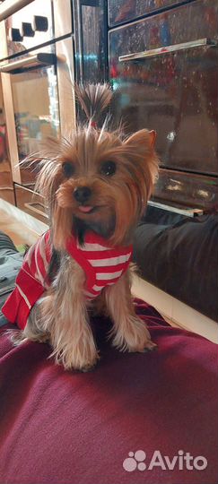 Вязка йорик мини девочка