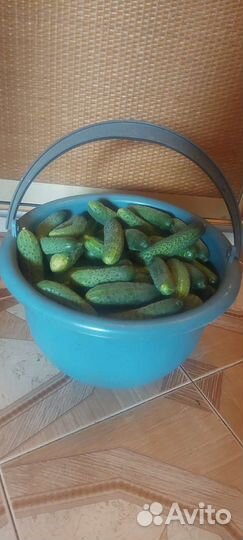 Огурцы
