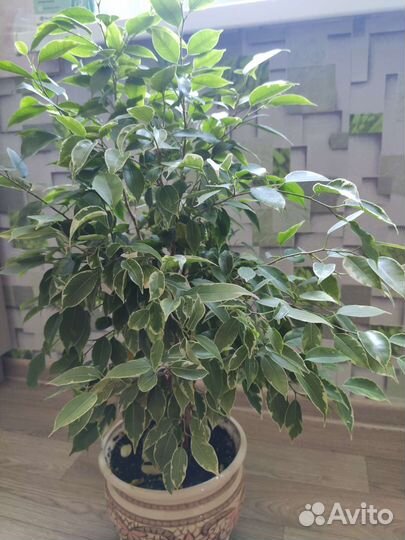 Фикус бенджамина(черенки)