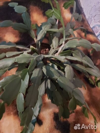 Сортовые фиалки