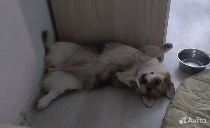 Передержка собак, кошек и других животных