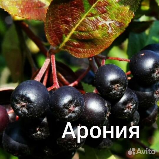Саженцы Аронии,ирги, вишни, смородины, крыжовника