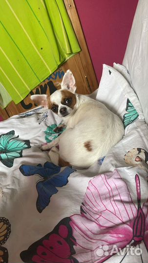Чихуахуа девочка