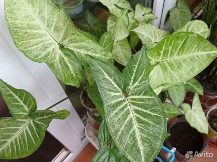 Комнатные цветы