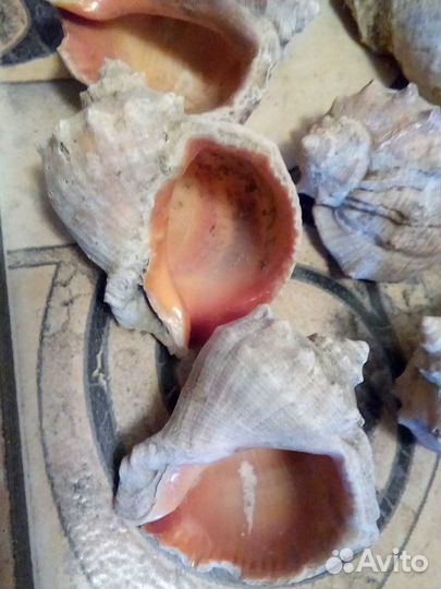 Ракушки новые