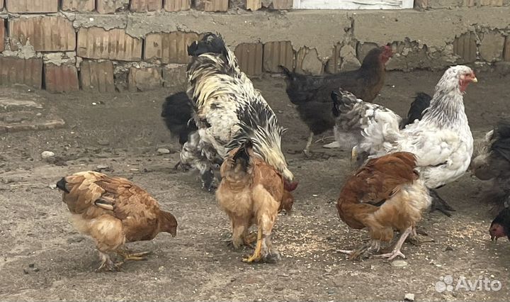 Куры цеплята