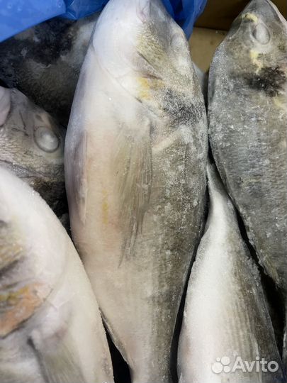 Рыба дорадо