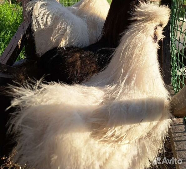 Петух китайский шёлковый