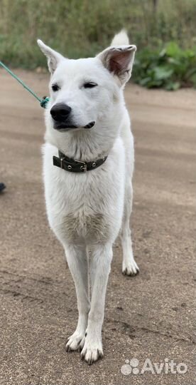 Собаки бесплатно