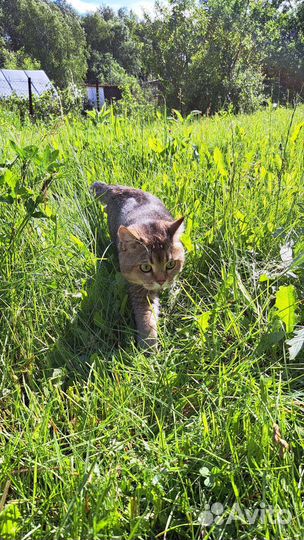 Котик в дар