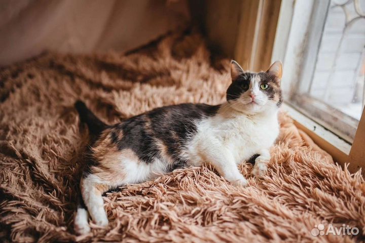 Кошки в добрые руки
