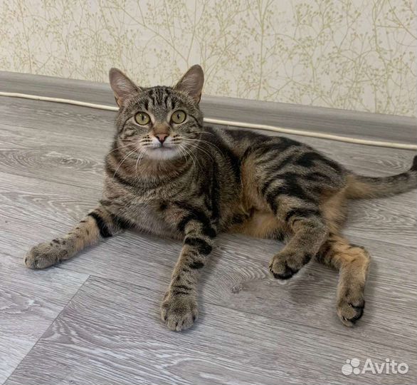 Эльза ищет дом