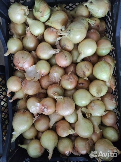 Лук, картофель