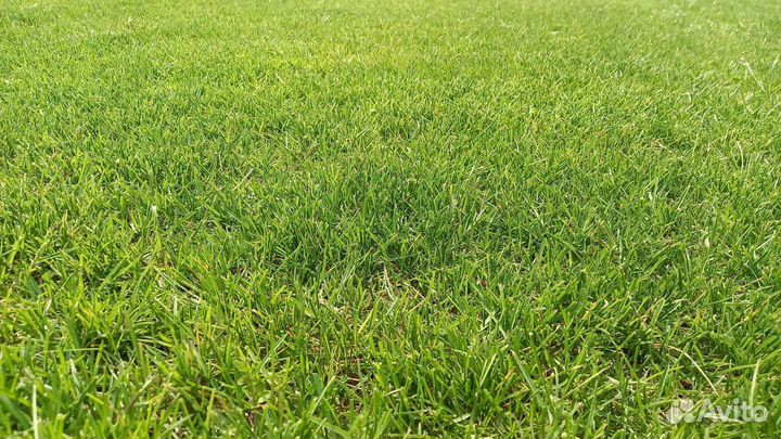 Рулонный газон